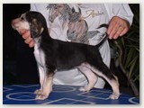 Astirkali’s Valentino (5 semaines):