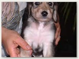 Astirkali’s Valentino (5 semaines):