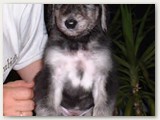 Les chiots avec 7 semaines: