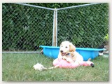 Les chiots avec 7 semaines:
