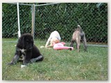 Astirkali’s Valentino (7 semaines):