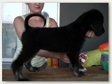 Astirkali’s Vidocq (7 semaines):